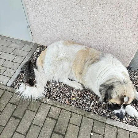 Im Park 1 Apartman *