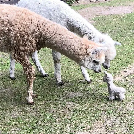 Im Park 1 Apartman *