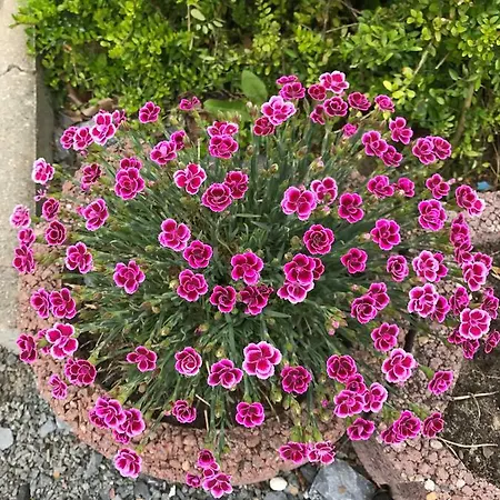 Im Park 1 Apartman *