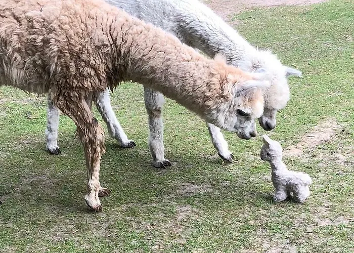 Im Park 1 Appartement *